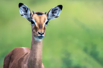 Fotobehang Impala antilope © PerErik