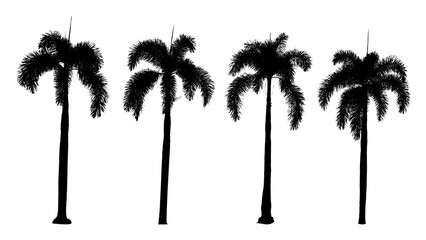 four shadow palm tree on a white background