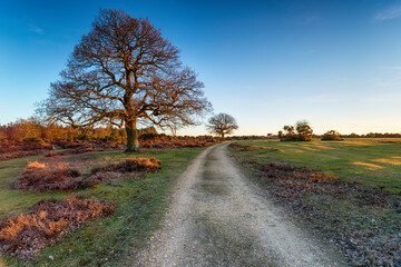 Mog Shade in the New Forest