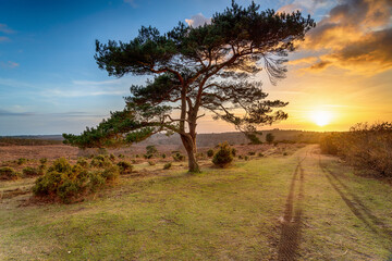 Fototapeta na wymiar Beautiful sunset over a lone Pine tree at Bratley View