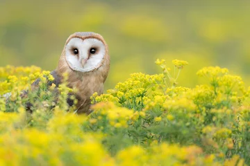 Foto auf Acrylglas Amazing portrait of Barn owl wrapped by flowers (Tyto alba) © manuel