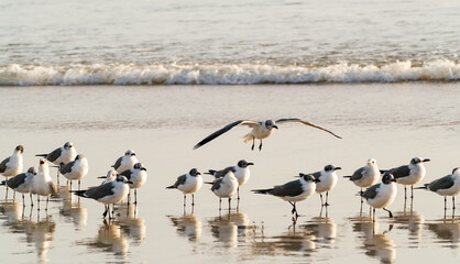 Laughing Seagulls hunting mollusks in the sand at Daytona Beach Florida. 