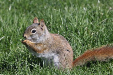 Mother red squirrel along fence with backlit tail on spring day