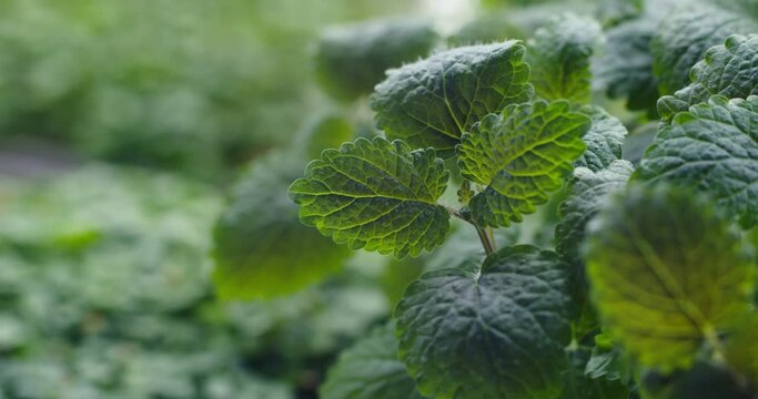 Here you can see the leaves of lemon balm, a useful herb, the camera image is focused on them. Their edges are ribbed and uneven. Light falls on the plant and illuminates it