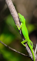 Green Anole Lizard in Florida