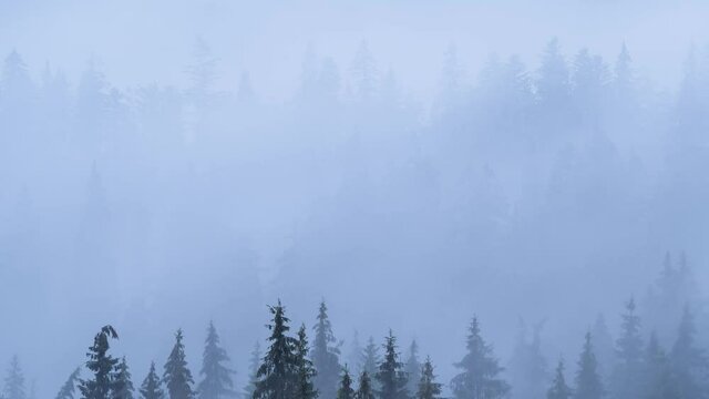 Timelapse of rainy weather in mountains. Misty fog rolling through the pine tree forest