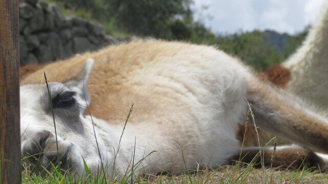 llama goat in the green grass 