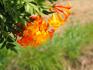 Beautiful flowering plant tecoma stans