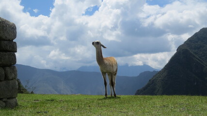 llama in the field with clouds and blue sky