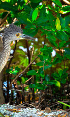Baby Night Heron 