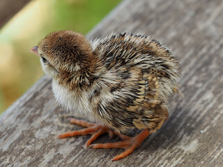 Close-up Chick Alectoris Chukar © Nika Lerman