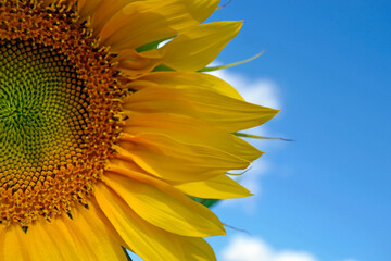 Yellow sunflower, against the background of a bright blue sky on a summer day