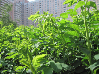 Scenic macro view of growing dog-rose in the courtyard of residential house on a sunny day in...