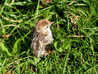 Partridge chick hunts in the green grass