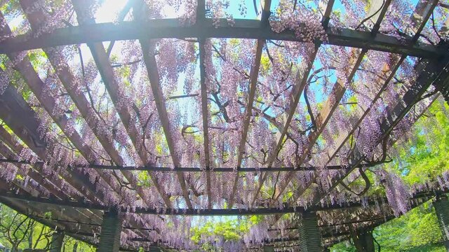 P.O.V shot of wisteria pergola tunnel, flower tunnel in beautiful sunset, spring

