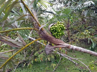 Astrocaryum jauari fruits, Arecaceae family. Amazon rainforest, Brazil