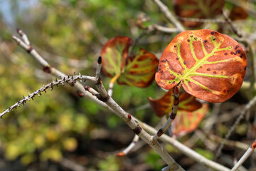 Autumn leaves on a tree
