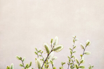 Spring willow branches with catkins, springtime nature background