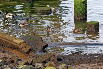 Ducks on old piers in the Columbia River in Astoria - Oregon