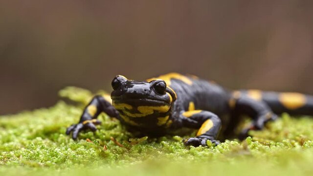 Fire salamander (Salamandra salamandra) on moss, close up