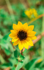 Yellow Daisy Flower 