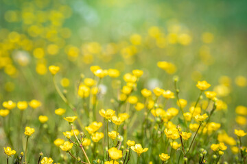 Fototapeta na wymiar Beautiful view of a countryside with flower meadows and green hills in background. Spring in the country with nature all around. Outdoors, summer, natural, concept. Crocodile view of yellow flowers.