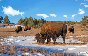 Photo sur Plexiglas Buffle Bison herd also called buffalo closeup grazing on snowy meadow at sunrise early morning