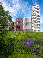 Lawn with blooming wild herbs in the city of Moscow, Russia