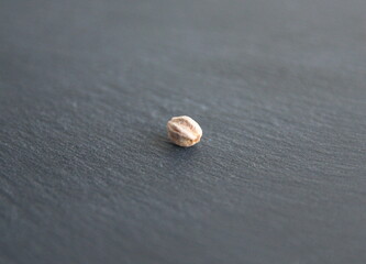 Melia azedarach seeds, ornamental decorative tree, commonly known as the chinaberry tree, Pride of India, bead-tree, Cape lilac, syringa berrytree, Persian lilac, Indian lilac on grey background