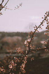 blossom in spring