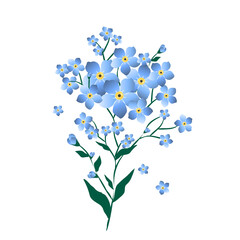 Blue floral illustration with forget-me-not on white background. Blooming botanical clipart isolated.