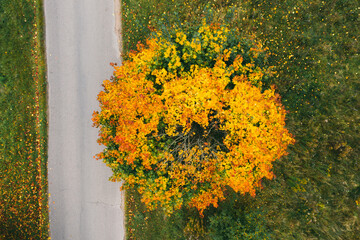 Fototapeta na wymiar Autumn view of a maple tree standing near the road