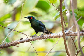 Asian Glossy Starling