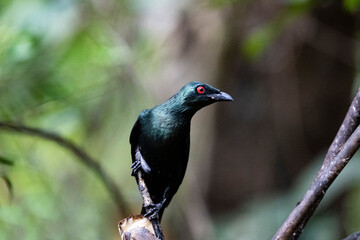Asian Glossy Starling