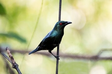 Asian Glossy Starling