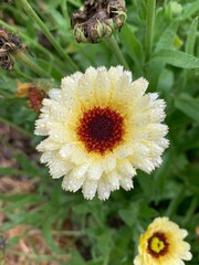 Bold White Flower Covered in Raindrops