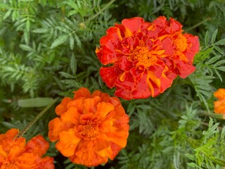 2 Orange Flowers