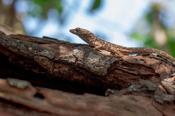 Florida Lizard on a Branch 