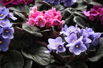 Beautiful blooming violets as background. Plants for house decor