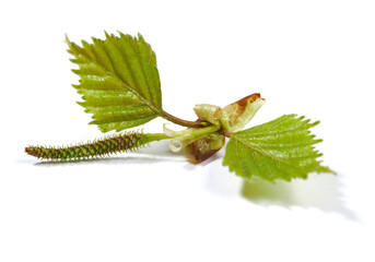 Spring birch buds with young leaves isolated on a white background.