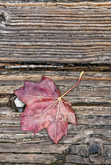 Naklejka na ściany i meble Autumn background with red maple leaf on wooden board