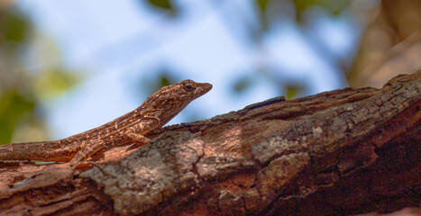 Florida Lizard on a Branch 