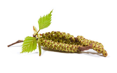 Spring birch buds with young leaves isolated on a white background.