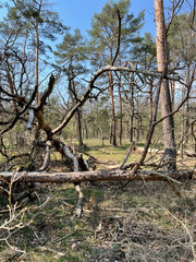 Wuhlheide, Berlin, Wald 