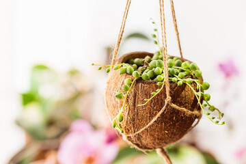 Hanging flower pot made of the coconut shell