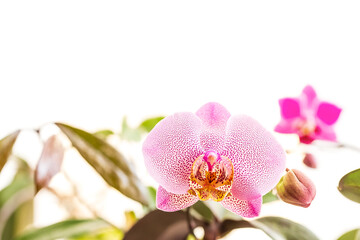 Naklejka premium Phalaenopsis Orchid blooming with a spotted flower