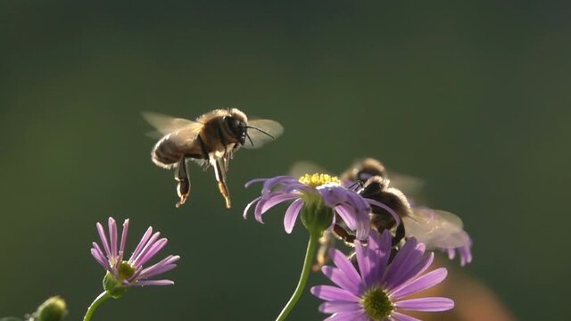 Bee, Flying on Flowers. closeup view. Slow-motion. purple daisy flowers