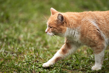 A red cat sneaks up on its prey from an ambush. Selective focus. Copy space.