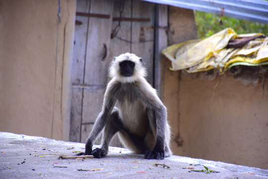 Black-faced monkey looking at the camera, Wooden door and mud wall in the background.