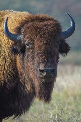 Bison head in sunset colors.